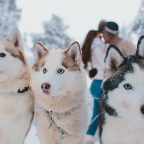 Клуб знакомств «Дуэт»: Тур "Сияние Севера: Мурманск +Северное Сияние +Кольский полуостров"